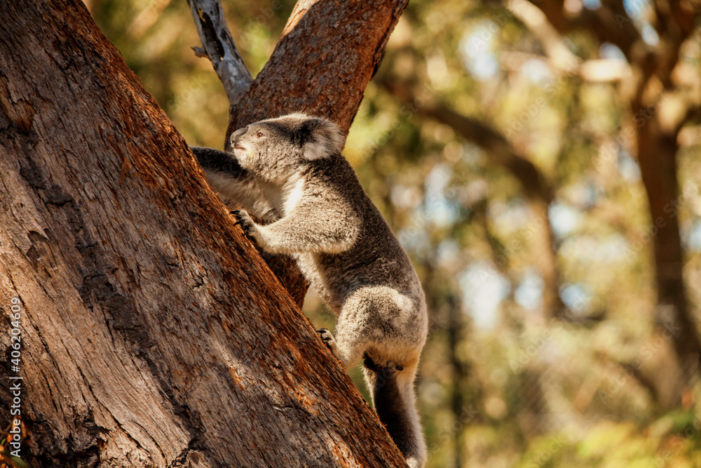 Naklejka premium koala