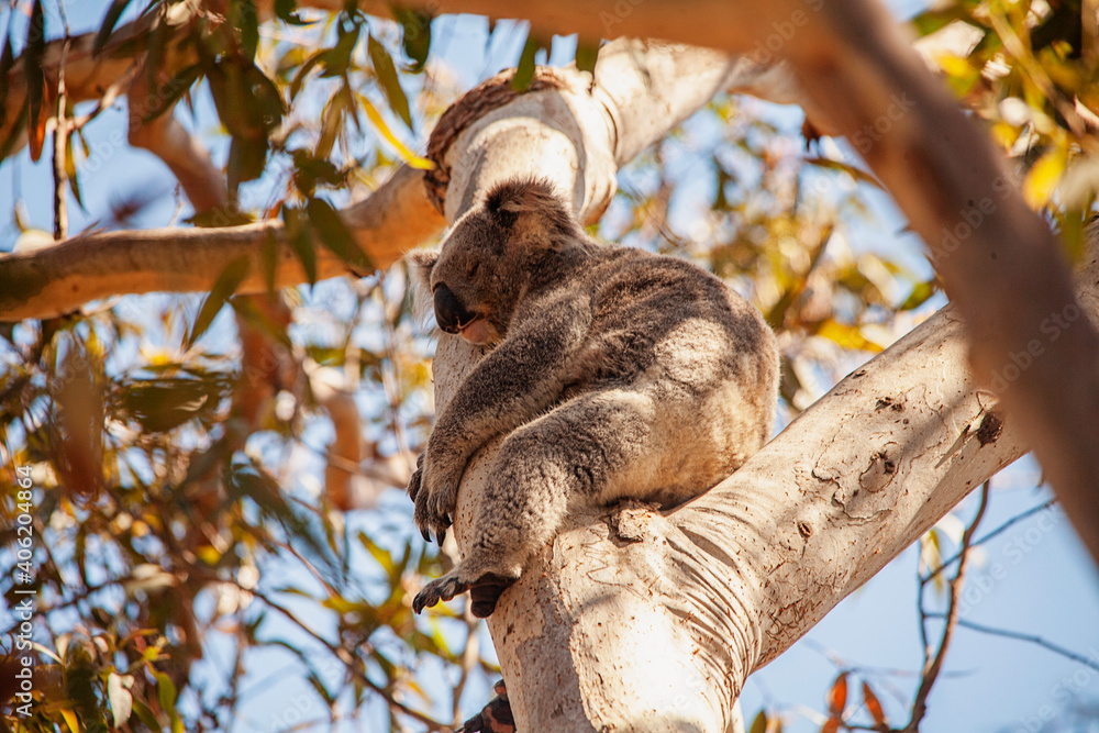 Fototapeta premium koala