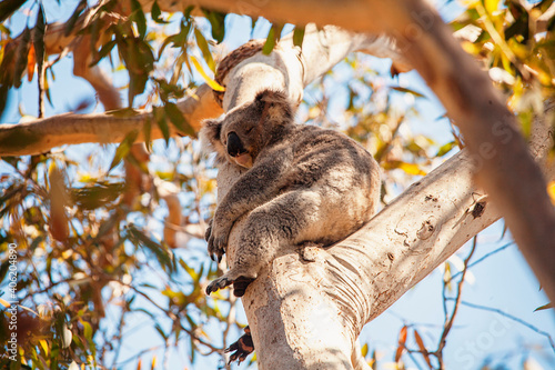 Photography koala