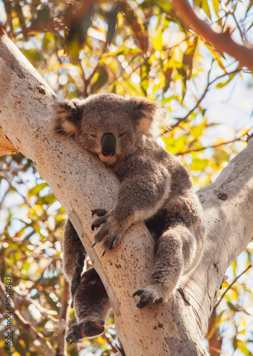 Photography koala