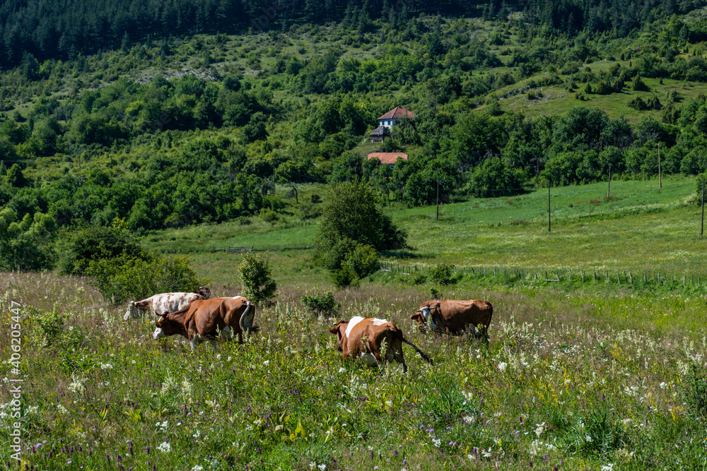 cows in a field