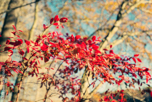 Brilliant red black gum leaves in a forest in the Fall