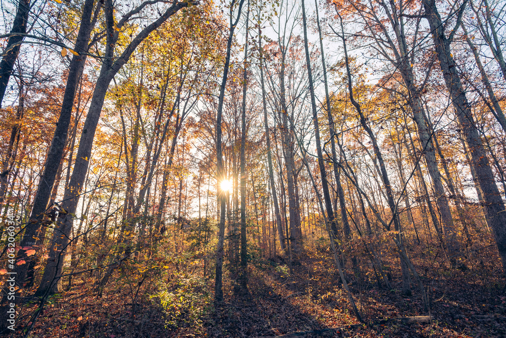 Wide-angle view of autumn in the woods