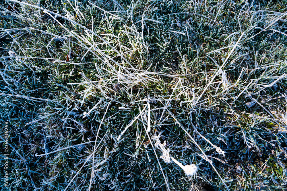 Closeup of frozen grass blades, top view