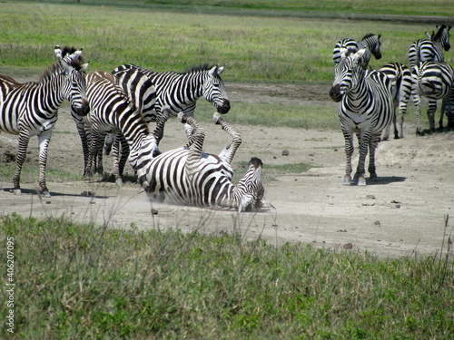 zabra Ngorongoro Conservation Area in Tanzania