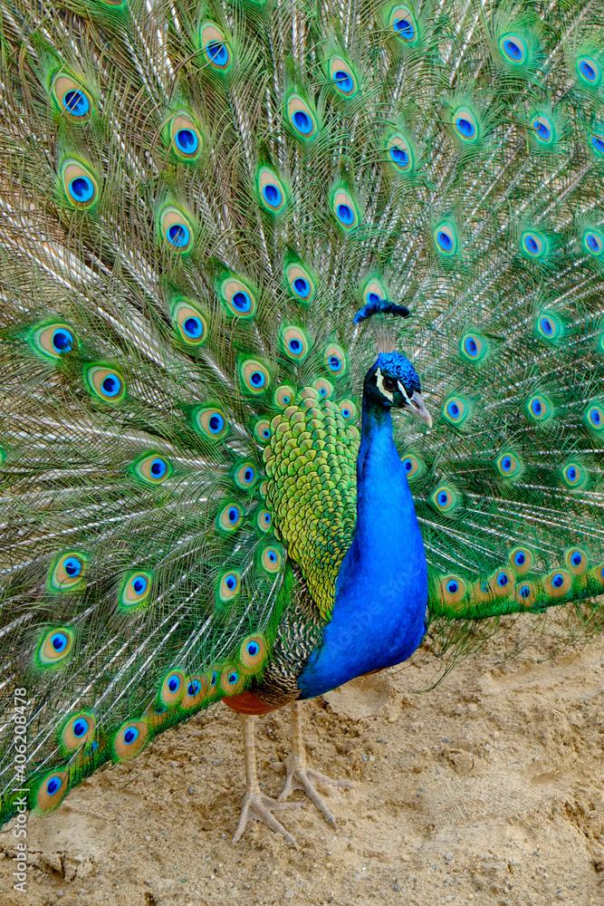 Obraz premium Pavão