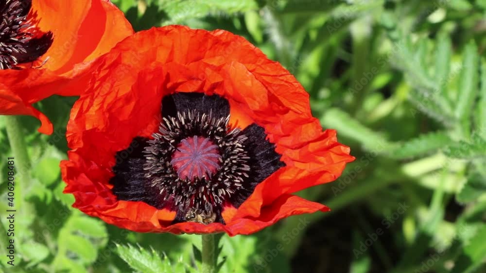 Anthophila in Front of Papaver orientale, Germany