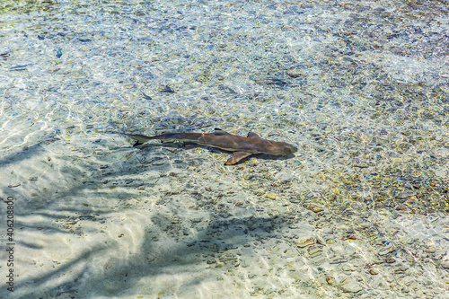 Paradise view of Tropical lagoon at Fakarava, Tuamotu Islands, French Polynesia, Pacific Ocean.