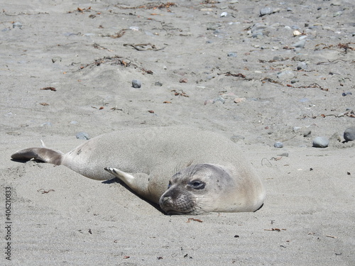 Young elephant seal relaxing on the beach in San Simeon, California.