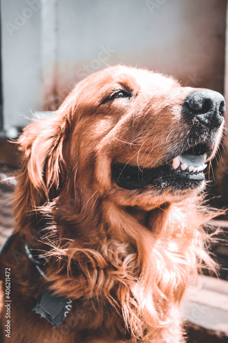 Obraz na płótnie golden retriever portrait