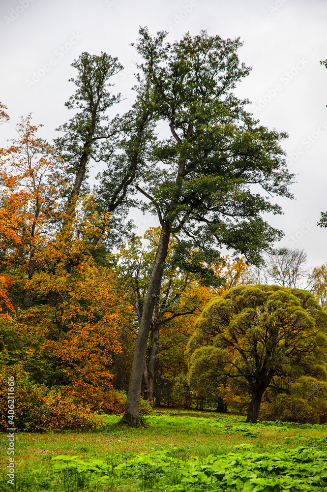 trees in autumn