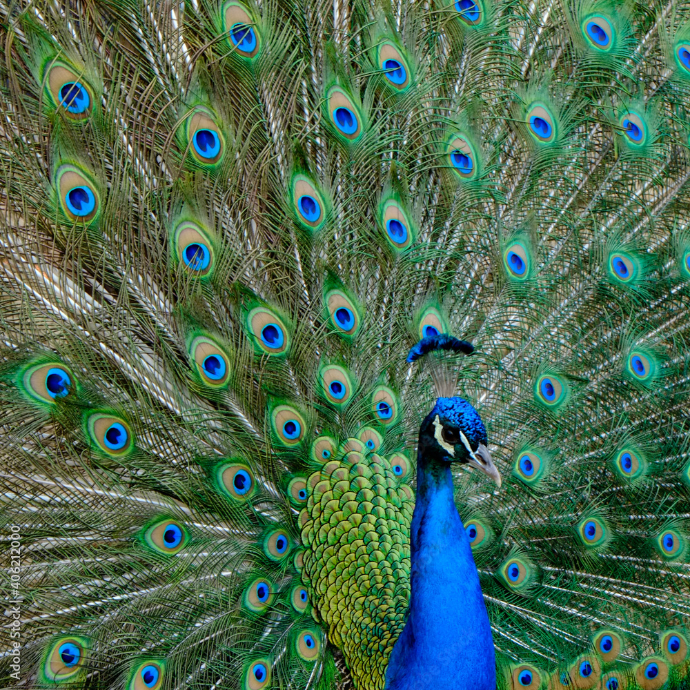 Obraz premium Pavão