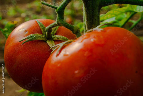 Red tomatoes 
