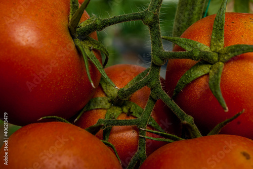 Red tomatoes 