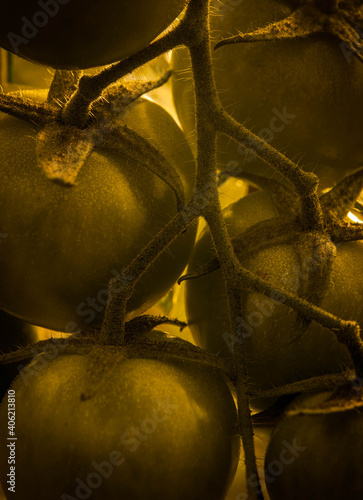 some green tomatoes in the field