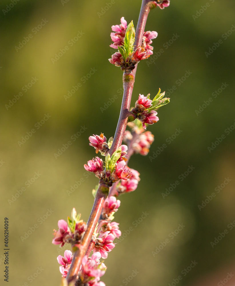 colorful violett apple tree blossoms colorful violett apple tree blossoms