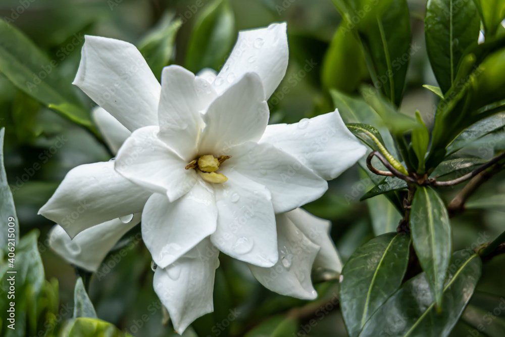 Water Droplets on a Beautiful Gardenia Water Droplets on a Beautiful Gardenia