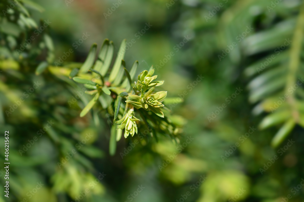 Fototapeta premium Irish Yew