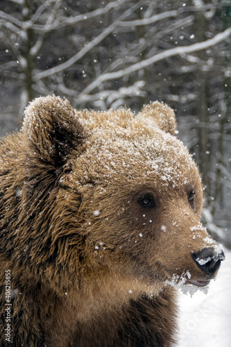 Brown bear in the winter forest