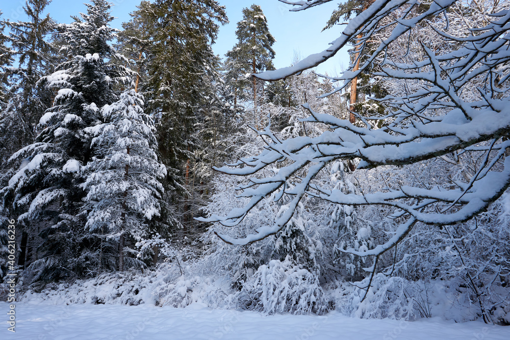 Fototapeta premium sunny winter wonderland in the forest