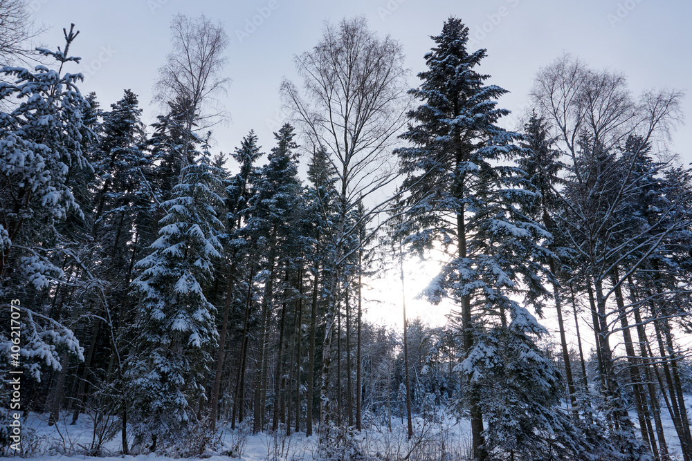 Fototapeta premium sunny winter wonderland in the forest