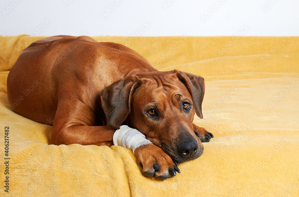 Rhodesian ridgeback dog with bandage on paw. Injured dog.