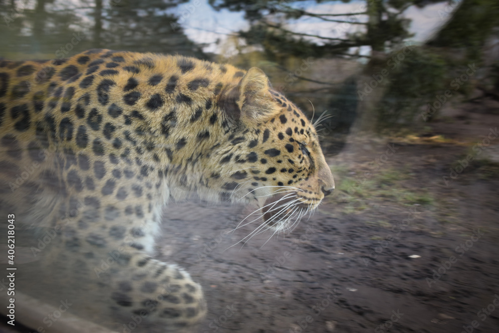 an African leopard roar on something in a zoo. He is nervous. an African leopard roar on something in a zoo. He is nervous.