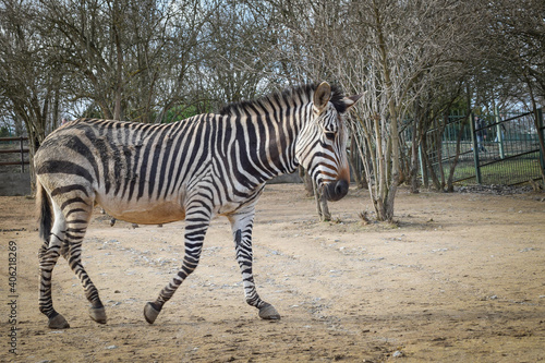 A zebra in Safari Zoo in usti. Beautiful kind of zebra.