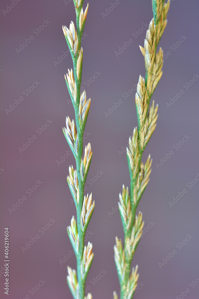 In nature, grows fodder grass ryegrass (Lolium). In nature, grows fodder grass ryegrass (Lolium).