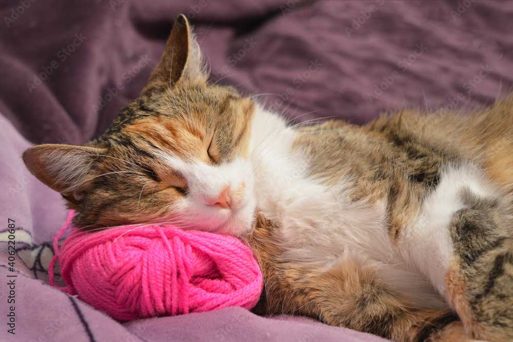 The cat is sleeping sweetly on a pink ball of thread.