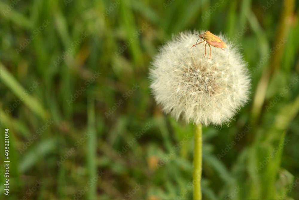 Forest beetle sitting on a dandelion, close-up Forest beetle sitting on a dandelion, close-up