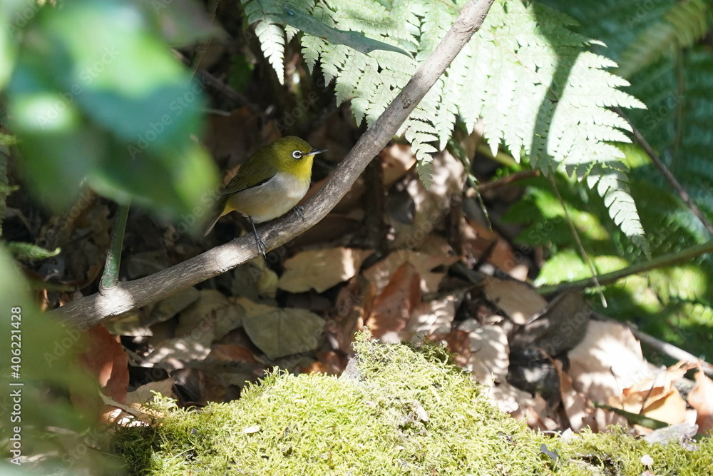 white eye in the forest white eye in the forest