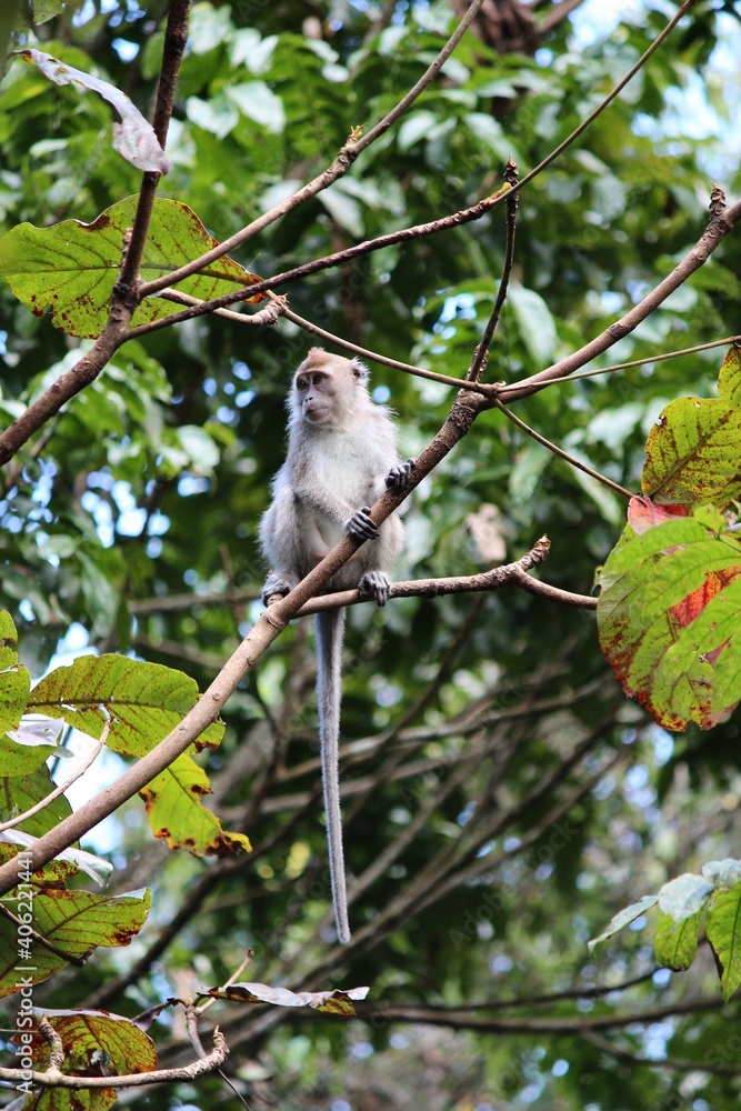 Monkey Monkey