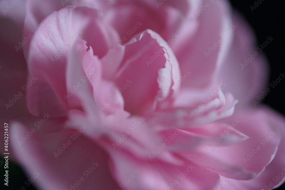 petal of carnation 