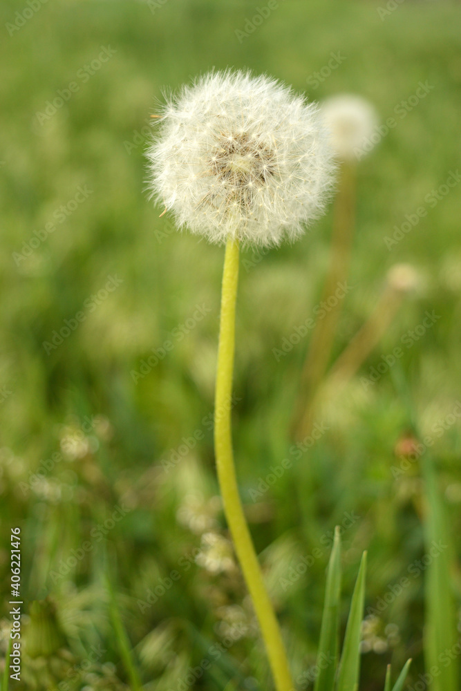 Ripe dandelion officinalis of the family Asters. Ripe dandelion officinalis of the family Asters.