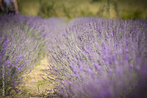 Levander field in czech republic. New purple farm in nature.