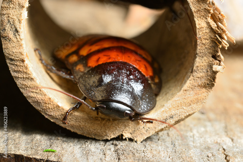 Tableau sur toile Madagascar hissing cockroach, Gromphadorhina portentosa, one of the largest species reaching 5 to 7