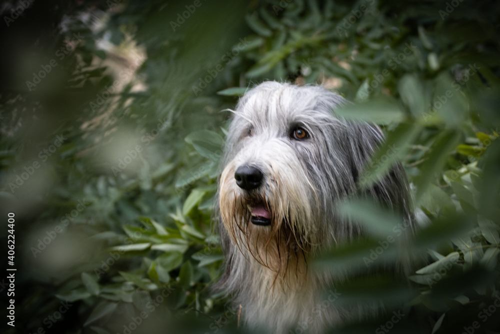 Bearded collie is sitting in bush in city center in Prague. Bearded collie is sitting in bush in city center in Prague.