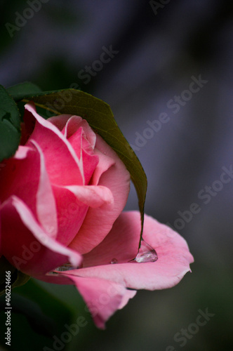 Rose - Rosa