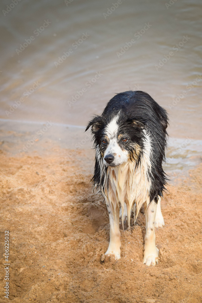 Border collie is standing in the sand. He wants ball in water. Border collie is standing in the sand. He wants ball in water.