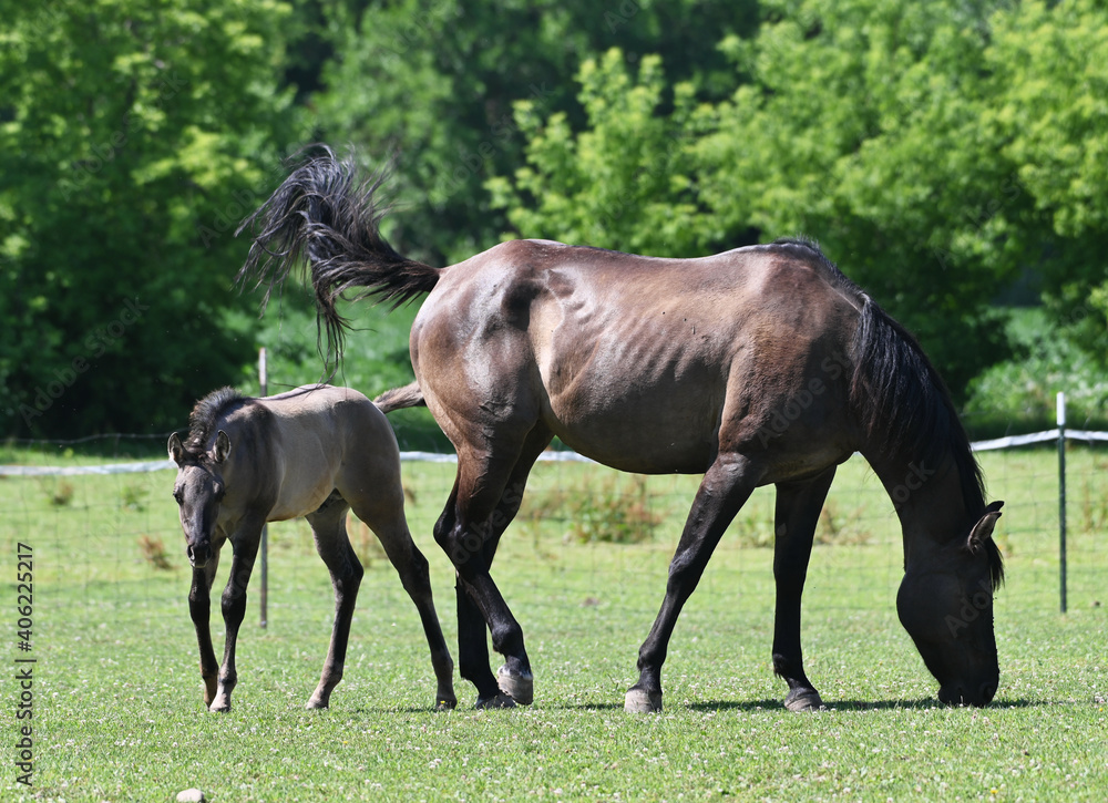 Fototapeta premium Mare and Colt