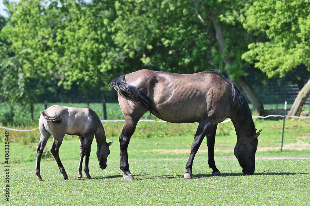 Mare and Colt