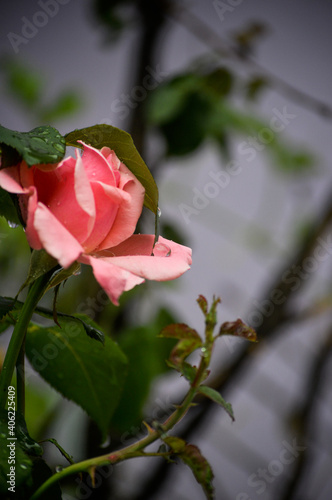 Rose - Rosa