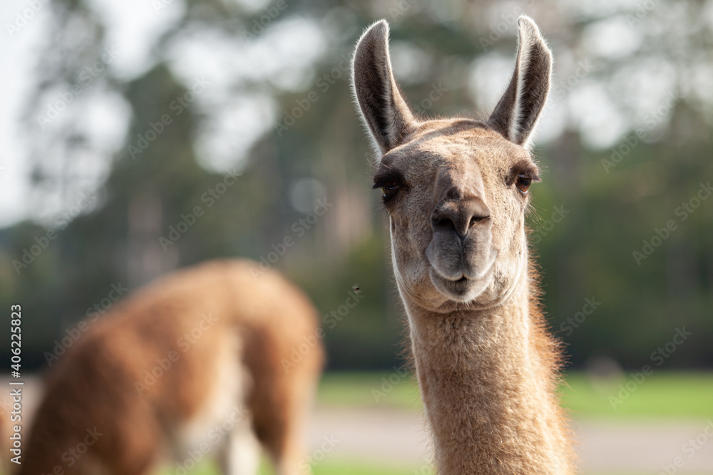 Portrait of a brown llama with a very long neck