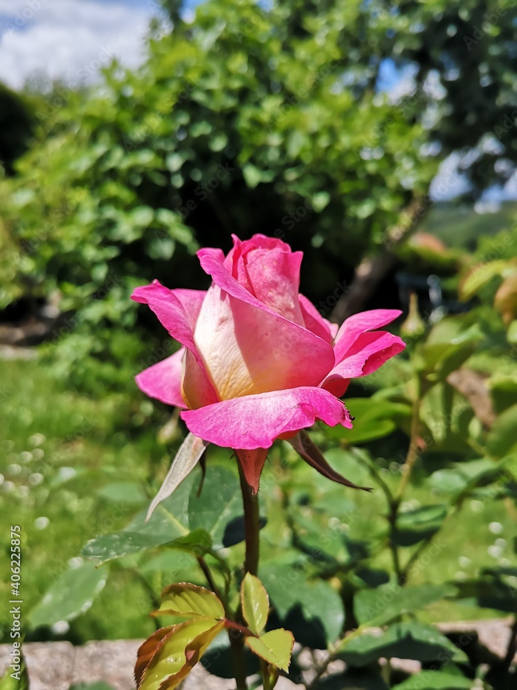 Pink-Gelbe Rose
