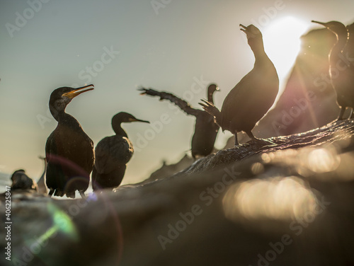 Cormorants enjoying the last sun of a summer afternoon in Cala Vinyeta, Maresme, Barcelona.