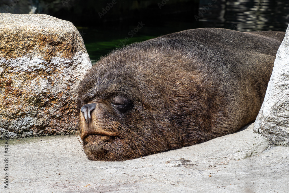 The South American sea lion, Otaria flavescens in the zoo The South American sea lion, Otaria flavescens in the zoo