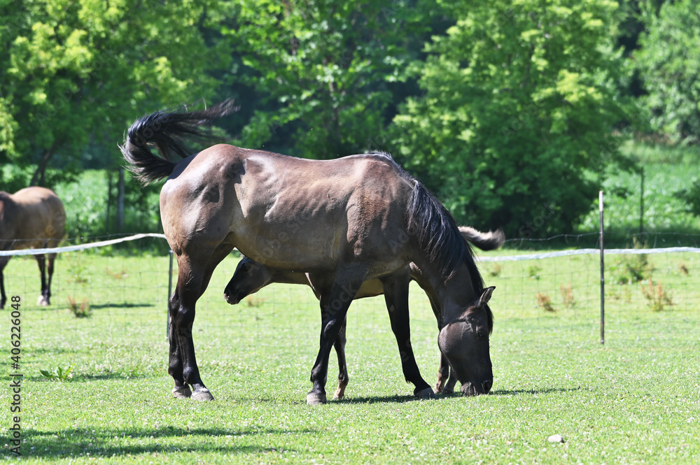 Obraz premium Mare and Colt