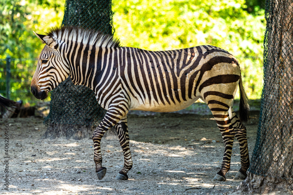 Hartmann's Mountain Zebra, Equus zebra hartmannae. An endangered zebra Hartmann's Mountain Zebra, Equus zebra hartmannae. An endangered zebra