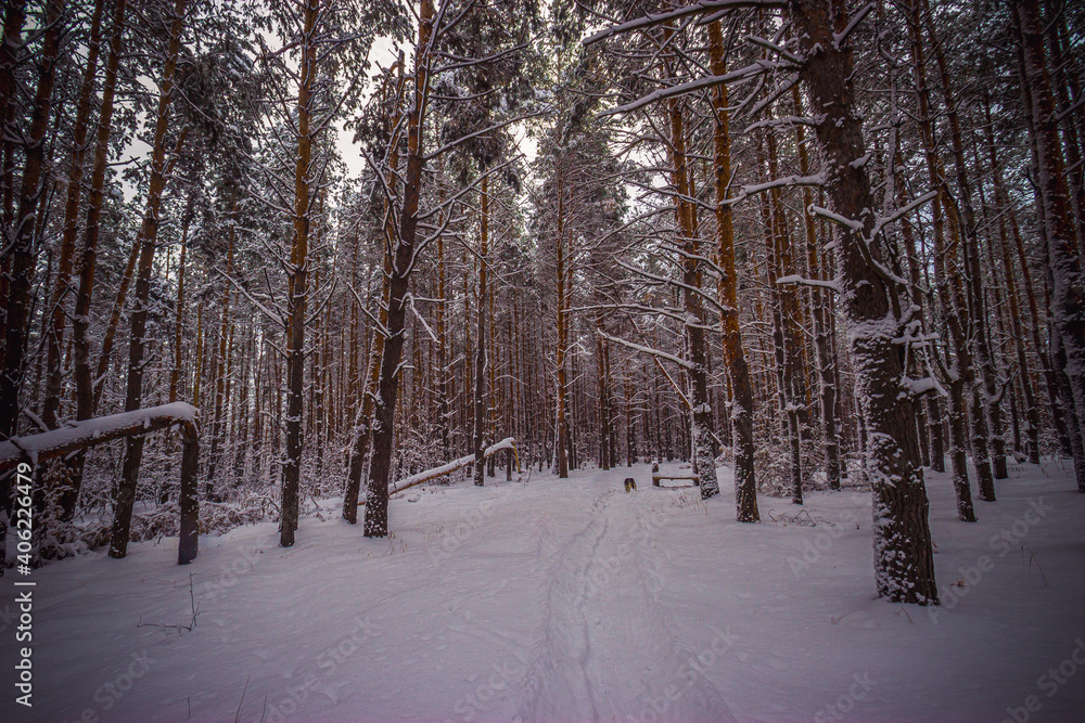 winter pine forest after snowfall